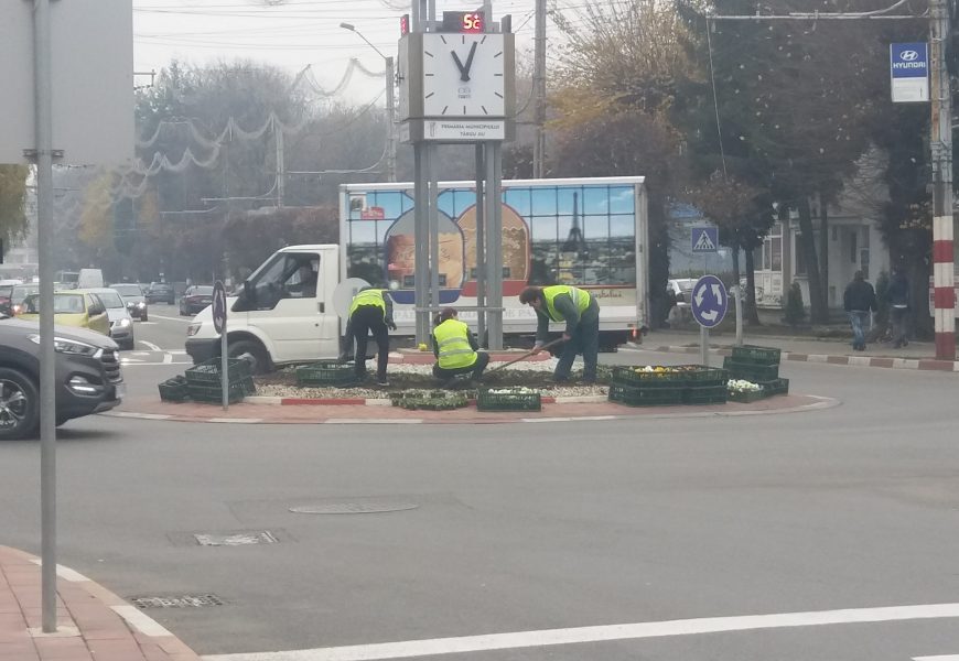 La Târgu Jiu, panseluțele se prind cel mai bine… iarna