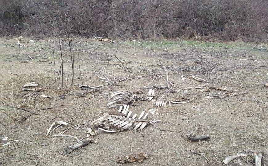 Imagini îngrozitoare pe malul Jiului. Mii de oase împrăștiate pe câmp, în Turcinești