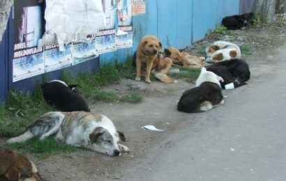 Căței adoptați la târgul de adopții din Motru 