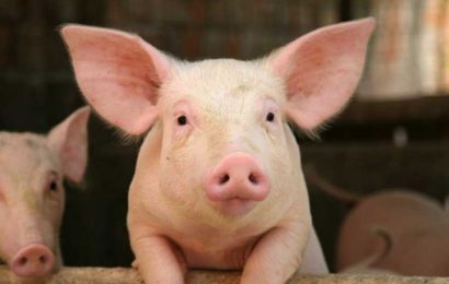 Câte focare de pestă porcină mai sunt în Gorj?!