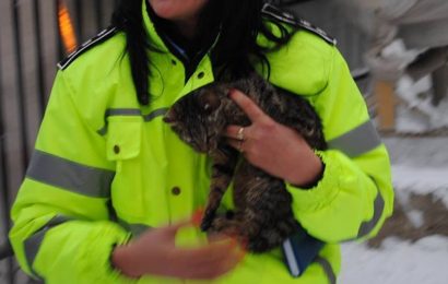 Poliția Animalelor din Gorj face angajări