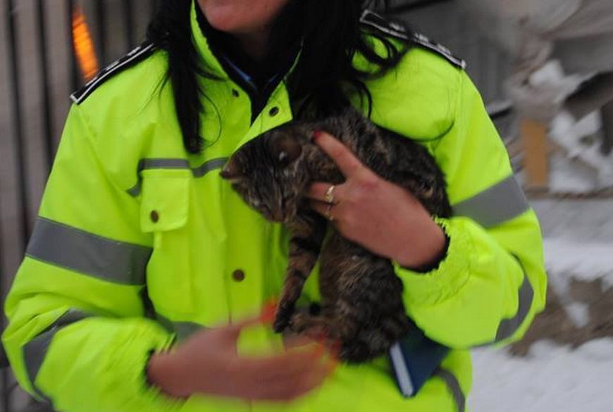 Poliția Animalelor din Gorj face angajări