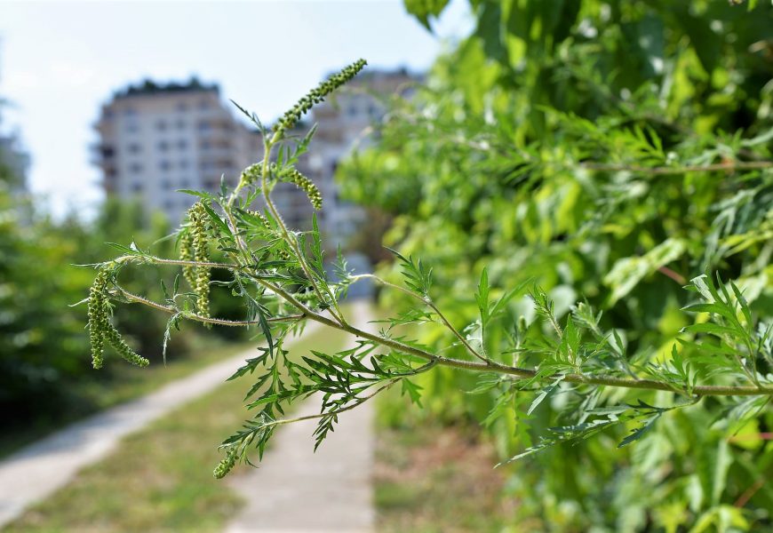 Amenzi mai mari pentru românii care nu distrug o plantă periculoasă