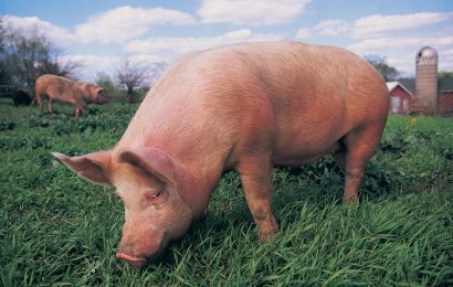 Cresc cazurile  de pestă porcină în Gorj