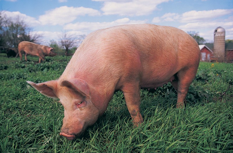 Cresc cazurile  de pestă porcină în Gorj