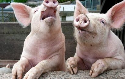 Gorj: Zeci de localități, afectate de pesta porcină