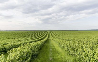 Ce bani vor primi agricultorii gorjeni