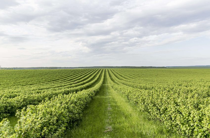 Ce bani vor primi agricultorii gorjeni