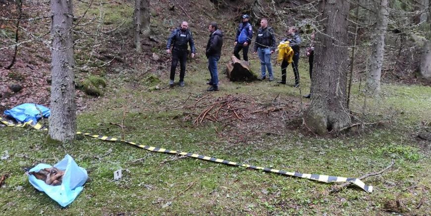 Peste 25 de câini uciși în Gorj