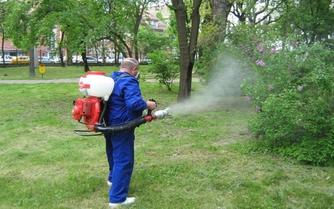 Când scăpăm de țânțari la Târgu Jiu