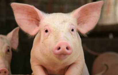 Câte focare de pestă porcină mai sunt în Gorj