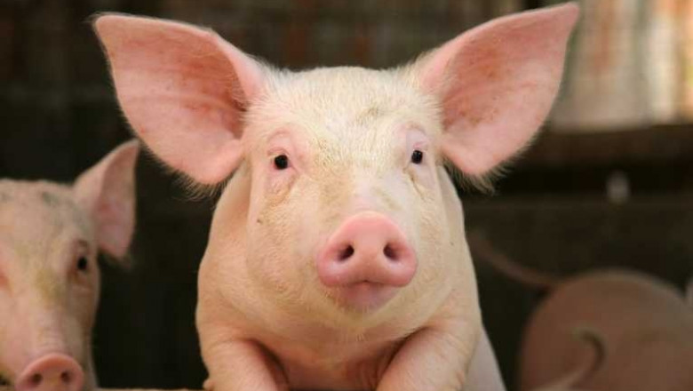 Câte focare de pestă porcină mai sunt în Gorj