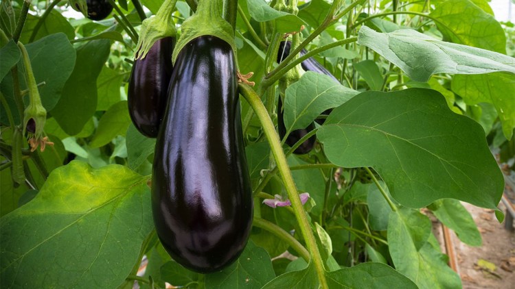 Pentru ce legume se acordă subvenții