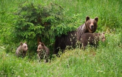 Apel la 112! Ursoaică cu pui văzută  în apropierea locuințelor din Turcinești