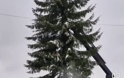 A ajuns bradul de Crăciun pentru târgujieni 