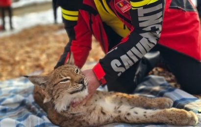 Râs recuperat de salvamontiști după ce a căzut într-o fântână adâncă