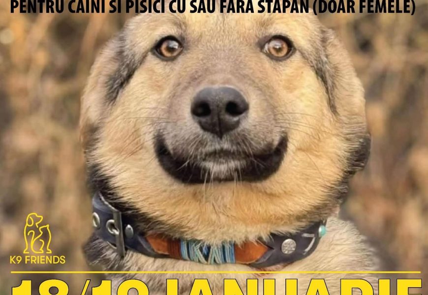 Campanie gratuită de sterilizări căței și pisici în Târgu Jiu Campanie gratuită de sterilizări căței și pisici în Târgu Jiu