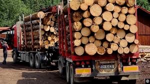 Transporta lemne ilegal 