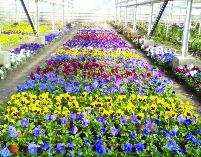 Edilitara aduce primăvara la Târgu Jiu Edilitara aduce primăvara la Târgu Jiu