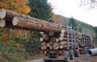 Transporta lemne ilegal 