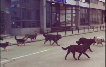 ACUM: Tânăr atacat de o haită de câini în Târgu Jiu 