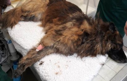 Gorjean reținut pentru că a vrut să omoare o cățelușă! A aruncat-o într-un puț!