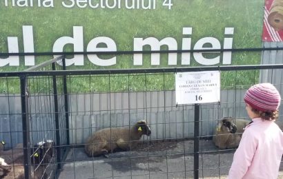 De unde se vor cumpăra mieii de Paște în Gorj 