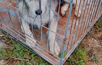 A început campania GRATUITĂ de sterilizare pentru câini și pisici cu stăpân!